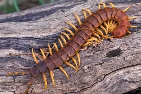 蜈蚣環境|centipedes articles